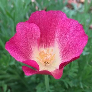 Meet your Posher, Ally